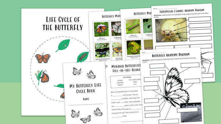 life cycle of a butterfly feature