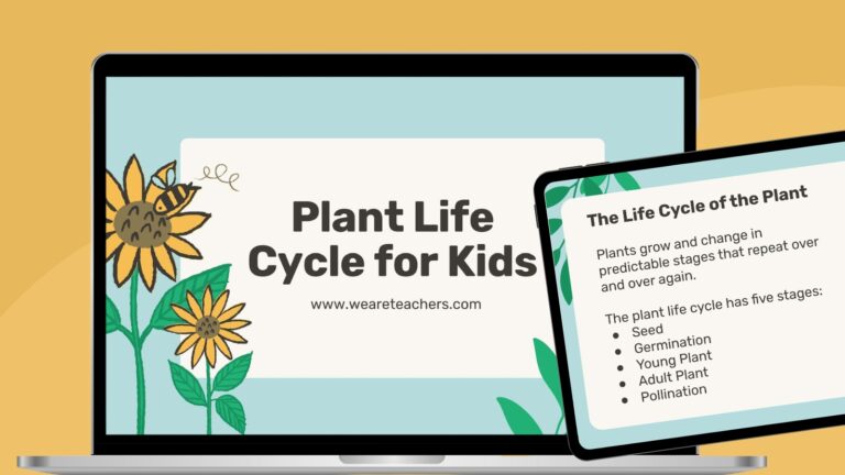 Plant Life Cycle 5