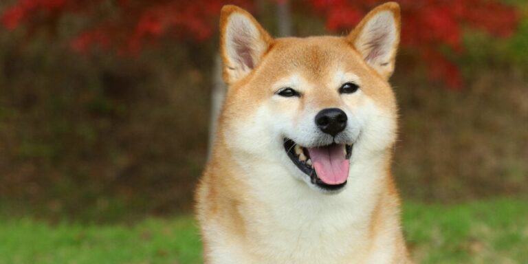 shiba inu meme coin dogecoin gID 7